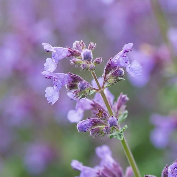 Nahaufnahme einer blühenden Katzenminze (Nepeta) mit violetten Blüten.