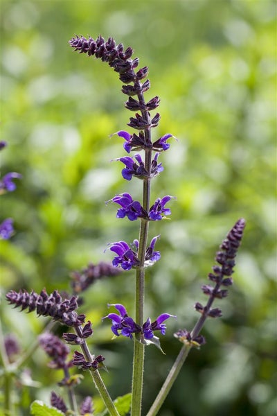 Salvia nemorosa 'Mainacht', Steppensalbei, violettblau, ca. 9x9 cm Topf