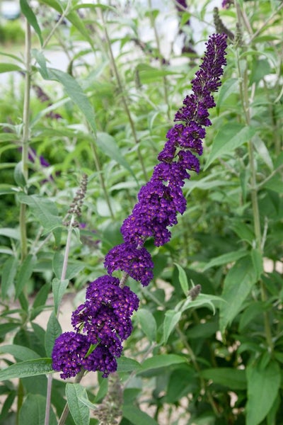 Nahaufnahme einer lila Schmetterlingsfliederblüte mit grünen Blättern
