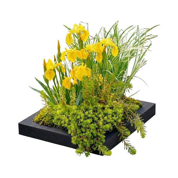 Schwimmende Pflanzeninsel für Teiche mit gelber Sumpf-Schwertlilie, Gräsern und Sedum auf schwarzem Schwimmkörper.