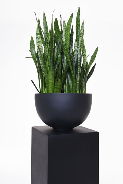 Sansevieria Bogenhanf in einer schwarzen runden Pflanzschale auf einem schwarzen quadratischen Podest.