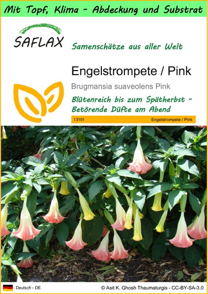 SAFLAX Garden to go - Engelstrompete / Pink - Brugmansia suaveolens Pink - 10 Samen - Mit Topf, Klima - Deckel und Anzuchtsubstrat