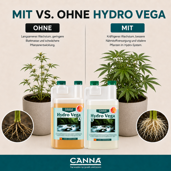 Vergleichsgrafik CANNA Hydro Vega Dünger A und B zeigt Wachstumseffekte bei Pflanzen inklusive Wurzelentwicklung und Canna Firmenlogo.