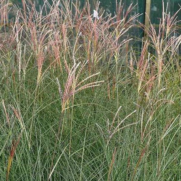 Chinaschilf im Gartenbeet