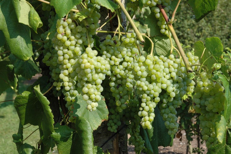 Vitis vinifera 'Romulus', Weinrebe, 80–100 cm