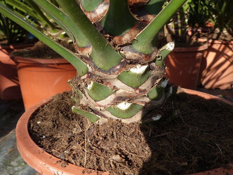 Yucca-Filamentosa 60 - 70cm , Palmlilie, Asparagaceae, Ferald's Yucca Winterhart -28 °C