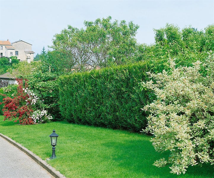 Thuja plicata 'Atrovirens', Lebensbaum, immergrün, 40–60 cm
