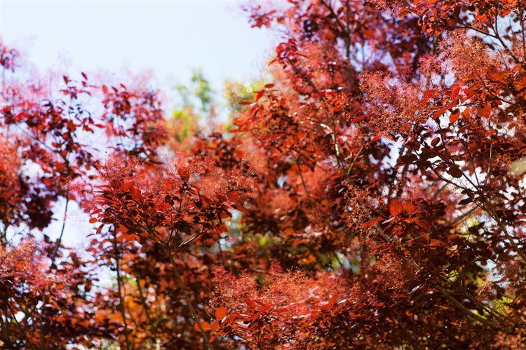 Cotinus coggygria 'Royal Purple', Perückenstrauch, purpurrot, 60–80 cm