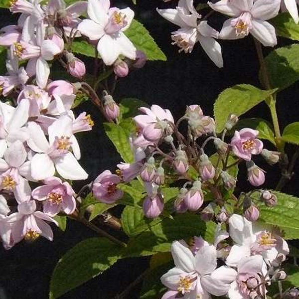 Nahaufnahme einer Deutzie mit zarten Blüten