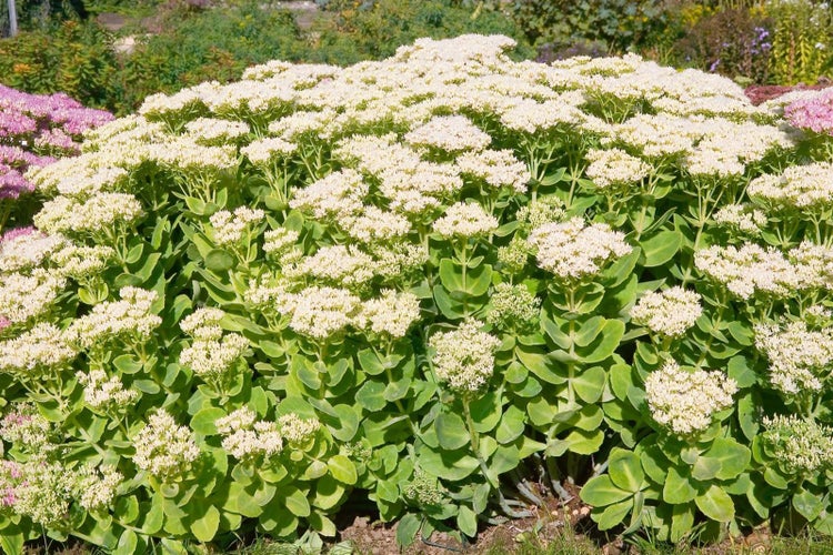 Sedum spectabile 'Iceberg', Fetthenne, weiß, ca. 9x9 cm Topf