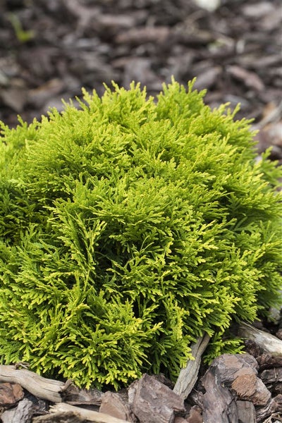 Thuja occidentalis 'Mirjam', Lebensbaum, kompakt, 20–25 cm