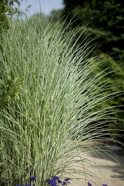 Chinaschilf im Gartenbeet