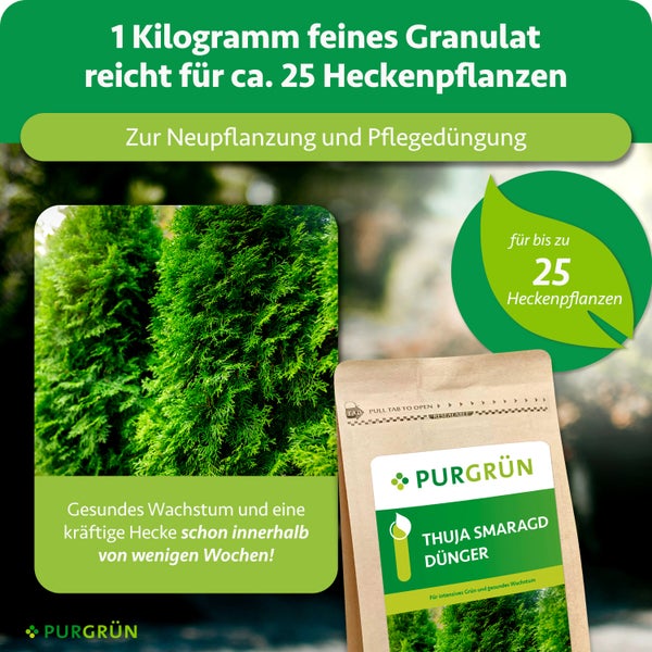 Infografik für Purgrün Thuja Smaragd Dünger. 1 Kilogramm feines Granulat für circa 25 Heckenpflanzen zur Neupflanzung und Pflegedüngung.