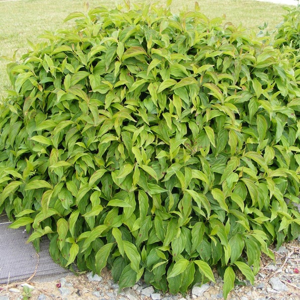 Strauch mit grünen Blättern im Garten.