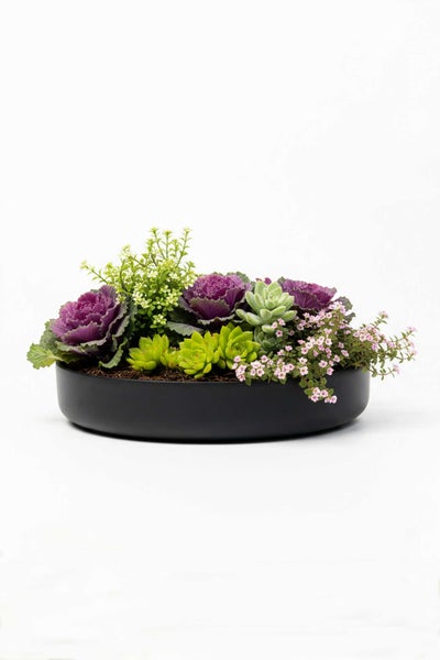 Bepflanzte flache Schale in Schwarz mit Zierkohl, Sukkulenten und kleinen blühenden Pflanzen.