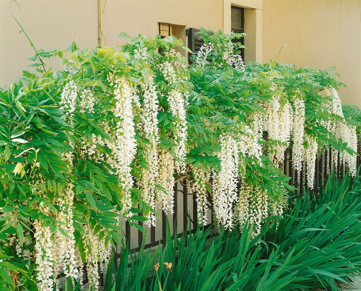 Wisteria floribunda, Japanische Blauregen, 40–60 cm, duftend