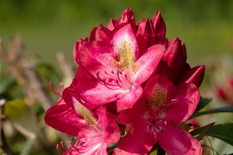 Nahaufnahme einer rot blühenden Rhododendronblüte