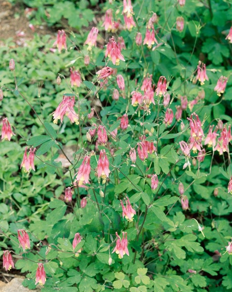 Aquilegia canadensis, Akelei, rot-gelb, ca. 9x9 cm Topf