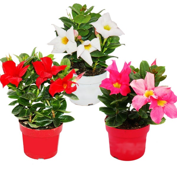 Dipladenia - Chilenischer Jasmin - 10cm Topf - Set mit 3 Pflanzen - Farb-Mix
