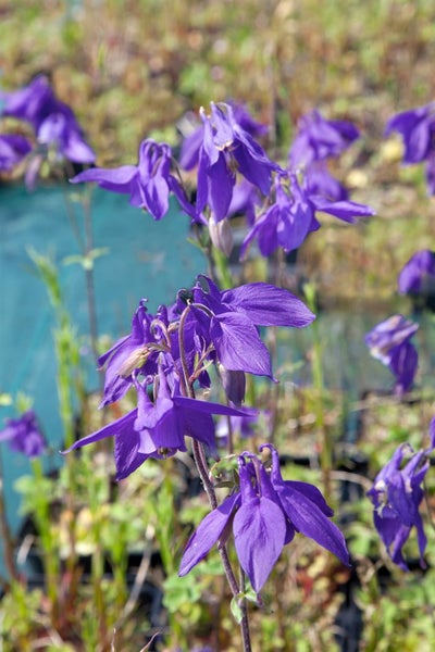 Aquilegia alpina, Alpen-Akelei, blau, ca. 9x9 cm Topf
