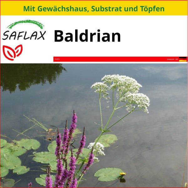 SAFLAX Anzucht Set - Baldrian - Valeriana officinalis - 200 Samen - Mit Mini-Gewächshaus, Anzuchtsubstrat und 2 Töpfen