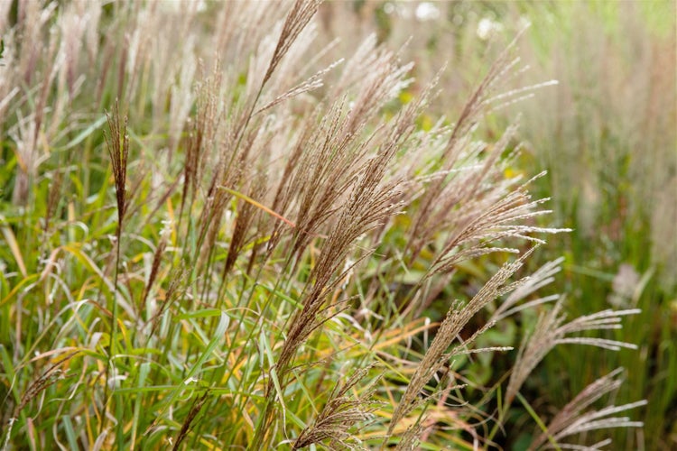 Miscanthus sinensis 'Nippon', Chinaschilf, 3-5 Liter Container