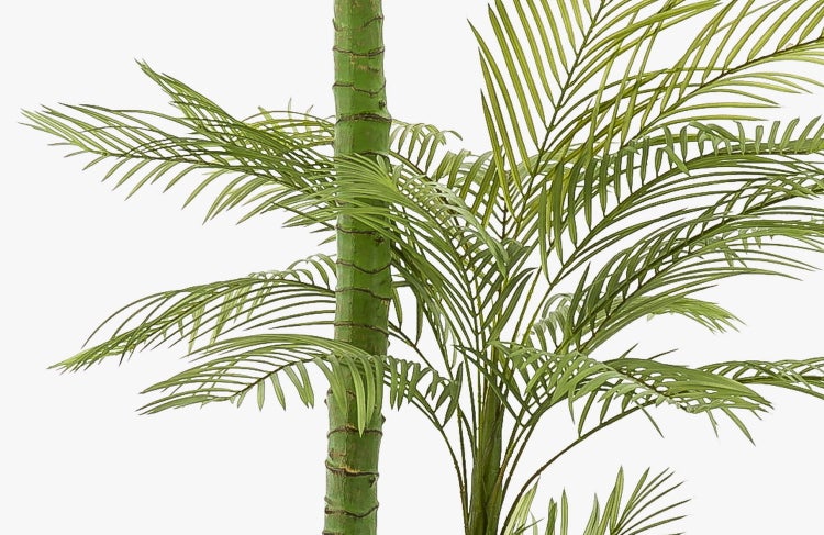 Nahaufnahme einer Peperomia argyreia mit gestreiften Blättern und dunklen Stielen.
