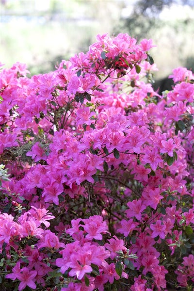 Rhododendron obtusum 'Kermesina', Azalee, karmesinrot, 30–40 cm