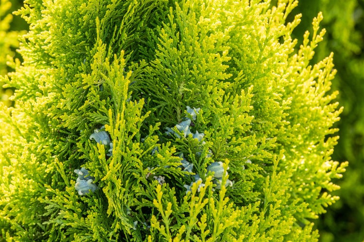 Thuja occidentalis 'King of Brabant', Lebensbaum, 40–60 cm