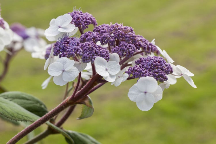 Hydrangea aspera 'Macrophylla', Samthortensie, 40–60 cm, große Blätter