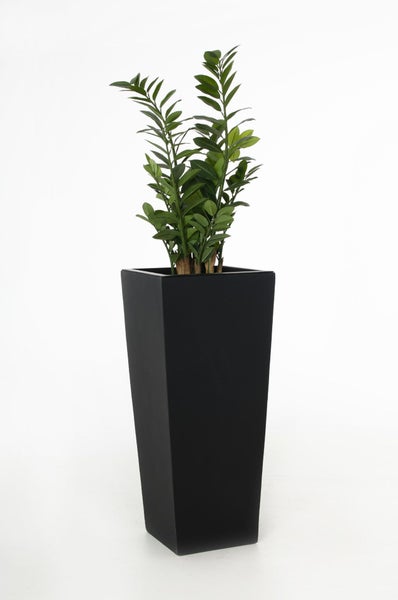 Glücksfeder Zamioculcas zamiifolia in einem hohen, quadratischen, schwarzen Pflanzgefäß.