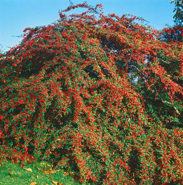 Im Bild ist ein Feuerdornstrauch mit roten Beeren zu sehen.