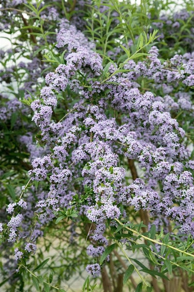 Buddleja alternifolia, Hänge-Sommerflieder, 80–100 cm, duftend
