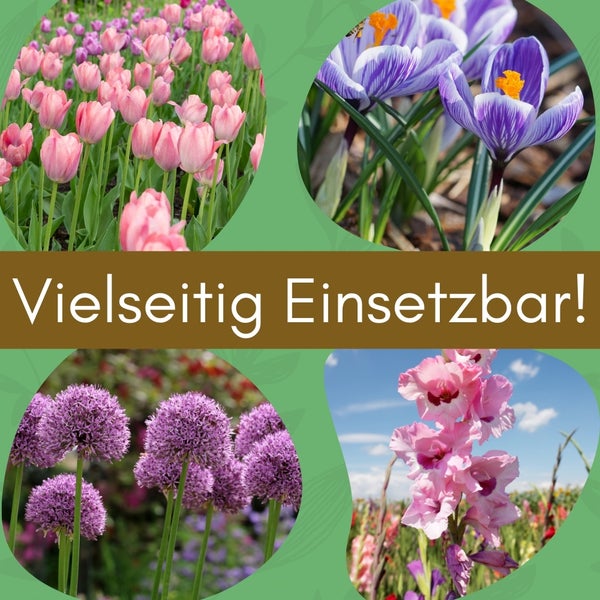 Vielseitig einsetzbare Blumenzwiebeln: Tulpen, Krokusse, Zierlauch, Gladiolen