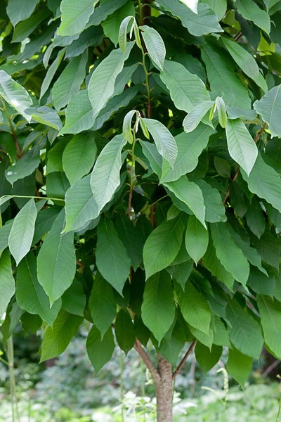 Asimina triloba, Indianerbanane, 40–60 cm