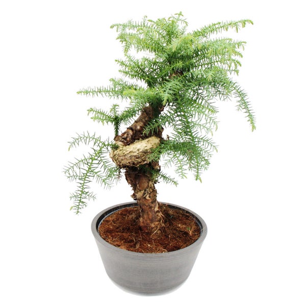 Zimmerbonsai Araucaria cunninghamii Zimmertanne Neuguinea-Araukarie 65cm hoch 25cm Schale Kunststoff in Beton-Optik