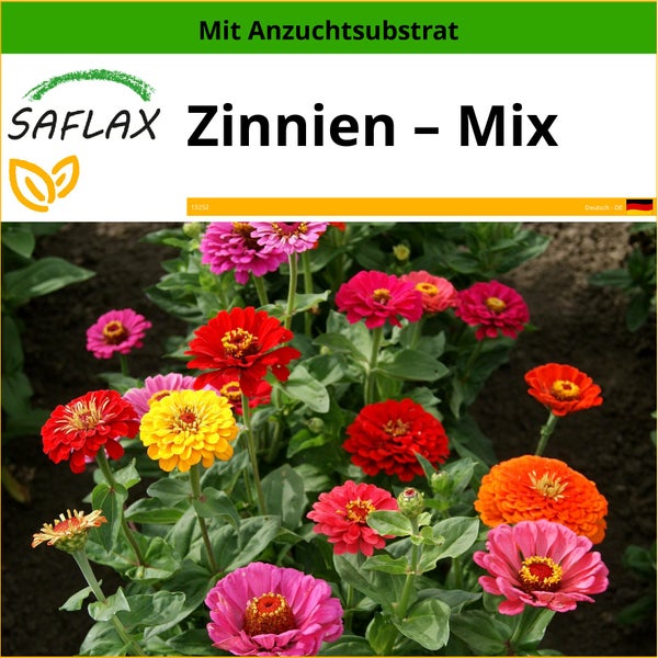 SAFLAX  - Zinnien – Mix - Zinnia elegans - 50 Samen - Mit keimfreiem Anzuchtsubstrat