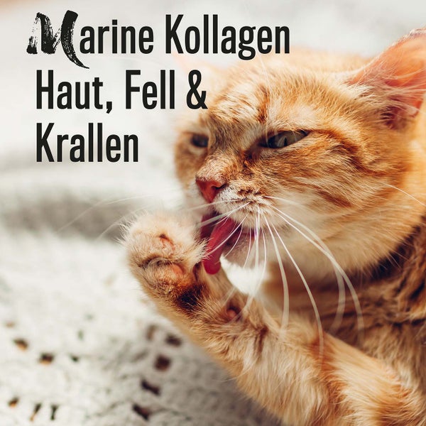 Marine Kollagen für Haut, Fell und Krallen einer Katze
