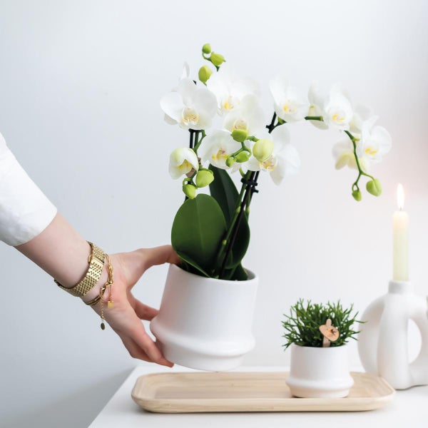 Kolibri Orchids COMBI DEAL von 2 weißen Phalaenopsis Orchideen Amabilis Topfgröße 9cm blühende Zimmerpflanze frisch vom Züchter