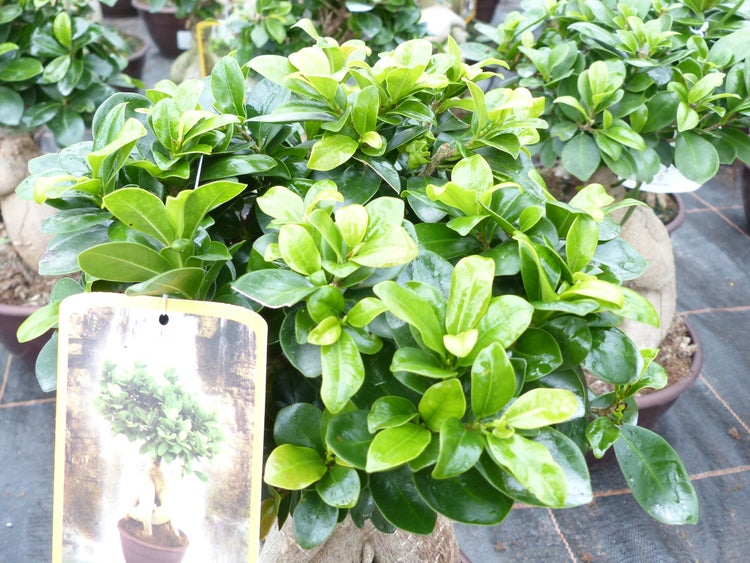 Ficus Ginseng Bonsai 43 - 45 cm Feng Shui Zimmerpflanze in Bonsaischale