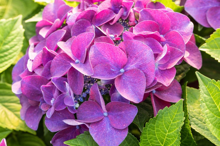 Nahaufnahme einer violetten Hortensienblüte