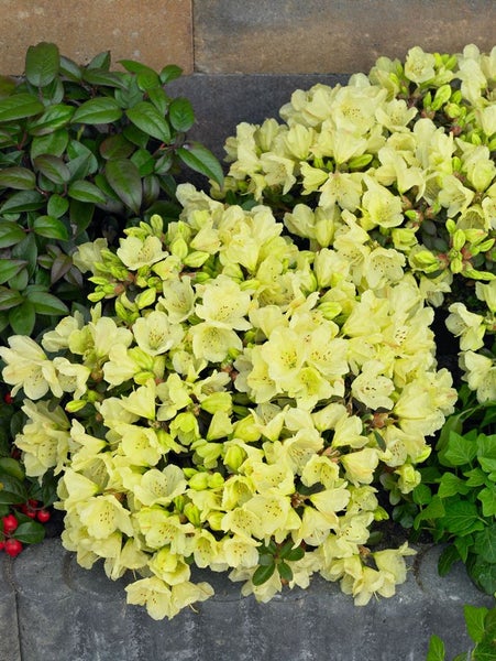 Gelb blühende Rhododendronpflanze im Garten.