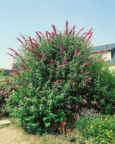 Buddleja davidii 'Royal Red', Schmetterlingsflieder, rot, 60–100 cm