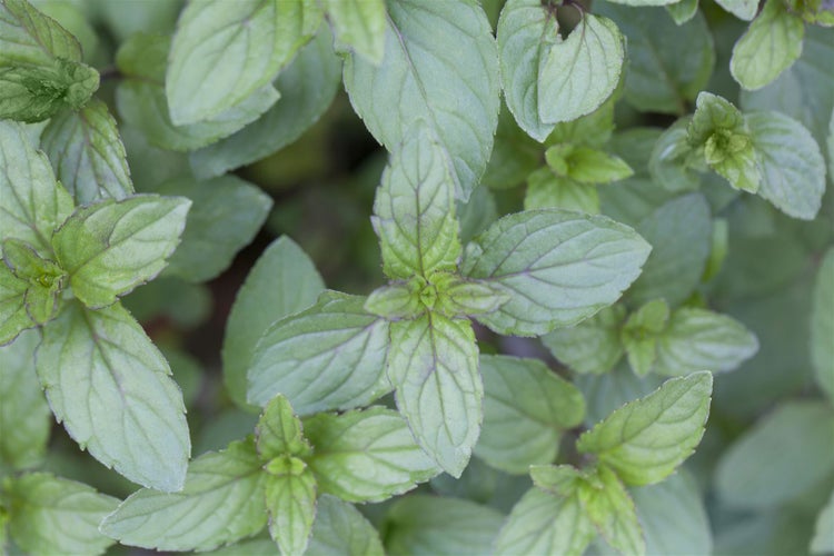 Mentha x piperita 'Multimentha', Pfefferminze, aromatisch, ca. 9x9 cm Topf
