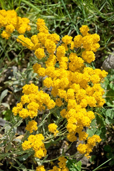 Alyssum saxatile, Steinkraut, gelb, ca. 9x9 cm Topf