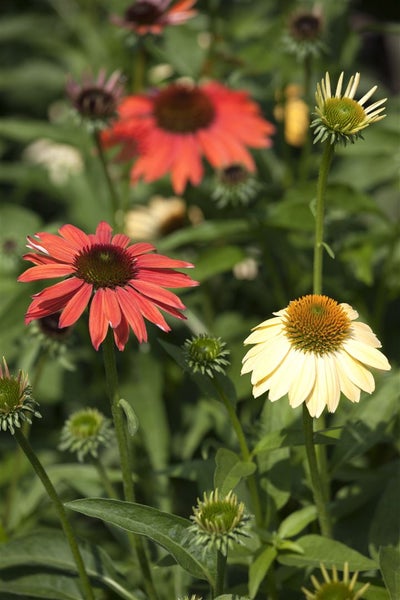 Nahaufnahme von blühenden und knospenden Sonnenhüten im Garten