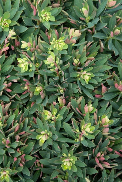 Euphorbia x martinii, Wolfsmilch, grün-rot, ca. 11x11 cm Topf