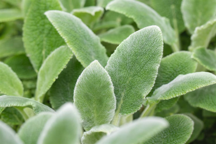 Stachys byzantina 'Silver Carpet', Wollziest, silbrig, ca. 9x9 cm Topf