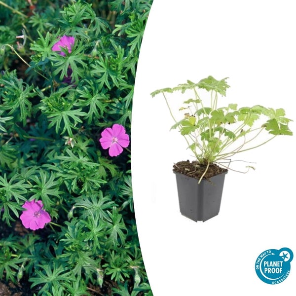 Bodendecker - Blut-Storchschnabel - Geranium sanguineum 'Tiny Monster' - 9cm Topf - Set mit 20 Pflanzen