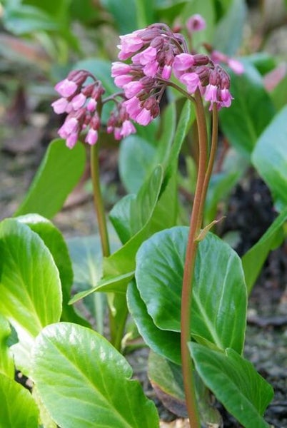 Bodendecker - Staude - Bergenie - Bergenia cordifolia 'Herbstblüte' - 9cm Topf - Set mit 20 Pflanzen